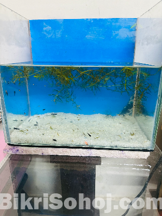 Moli and Gappi Baby Fish Sale